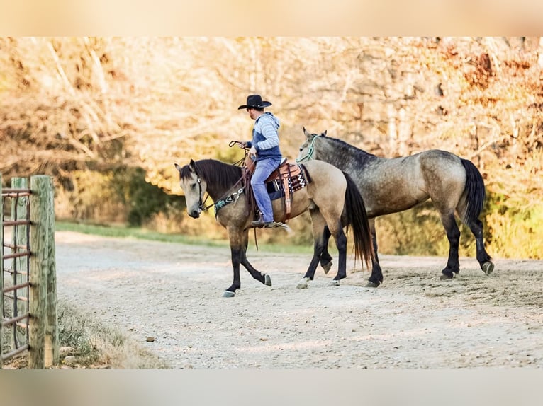 Arbeitspferd Wallach 7 Jahre 163 cm Buckskin in Santa Fe TN