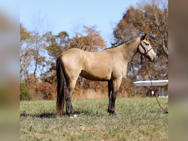 Arbeitspferd Wallach 7 Jahre 163 cm Buckskin in Santa Fe TN