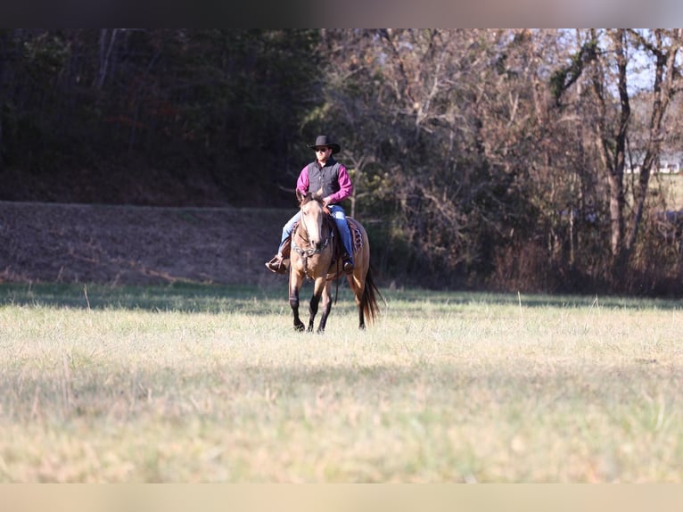 Arbeitspferd Wallach 7 Jahre 163 cm Buckskin in Santa Fe TN