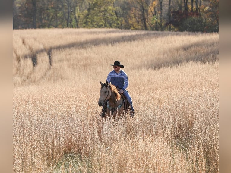 Arbeitspferd Wallach 7 Jahre 163 cm Buckskin in Santa Fe TN