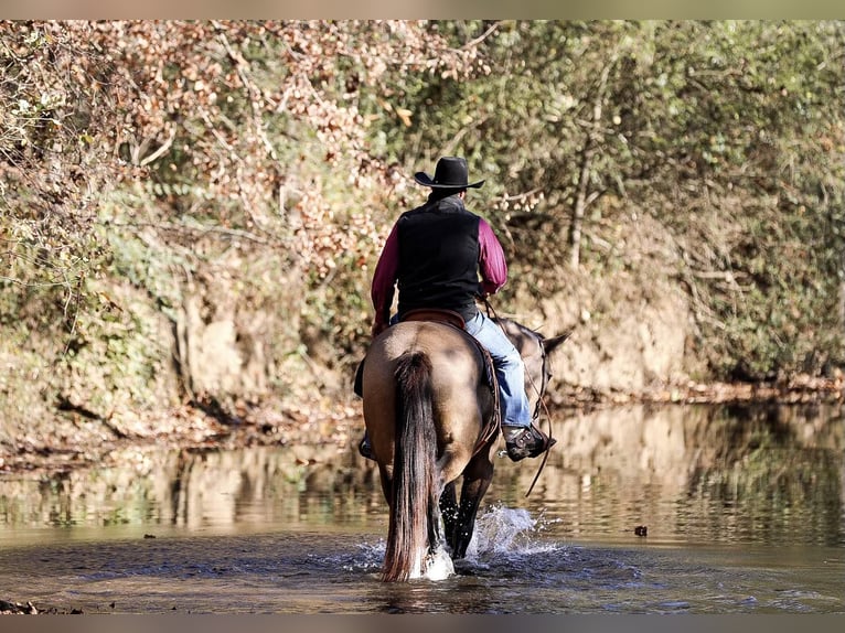 Arbeitspferd Wallach 7 Jahre 163 cm Buckskin in Santa Fe TN