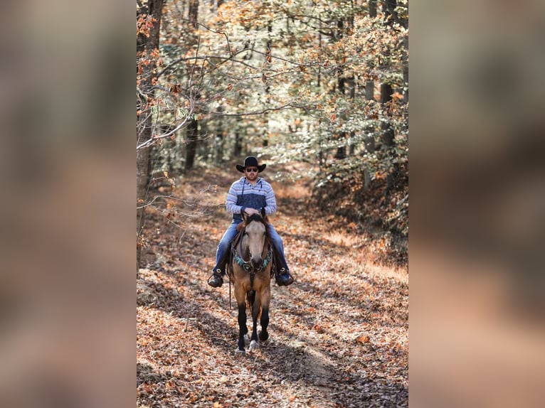 Arbeitspferd Wallach 7 Jahre 163 cm Buckskin in Santa Fe TN