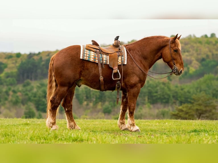 Arbeitspferd Wallach 7 Jahre 163 cm Dunkelfuchs in Clearville