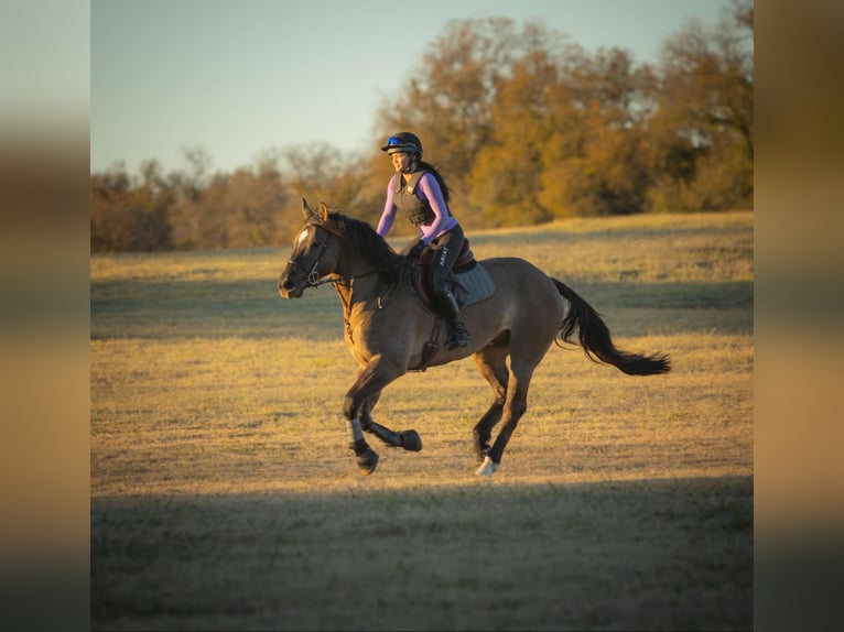 Arbeitspferd Mix Wallach 7 Jahre 163 cm Grullo in Georgetown, TX