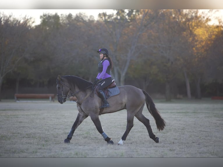 Arbeitspferd Mix Wallach 7 Jahre 163 cm Grullo in Georgetown, TX