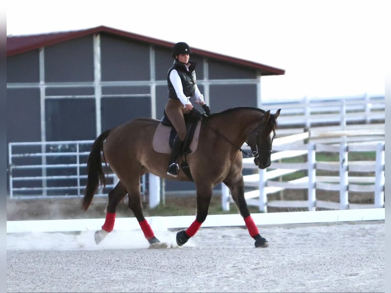 Arbeitspferd Mix Wallach 7 Jahre 163 cm Grullo in Georgetown, TX