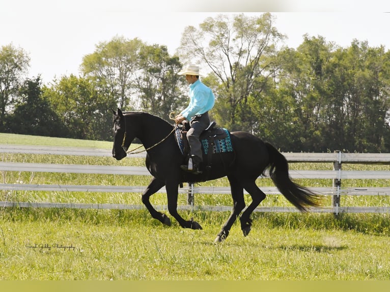 Arbeitspferd Wallach 7 Jahre 163 cm Rappe in INDEPENDENCE, IA