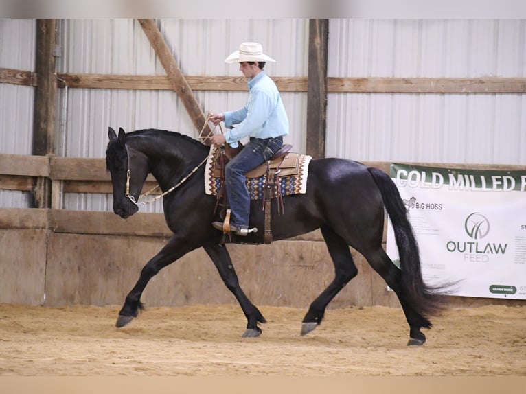 Arbeitspferd Wallach 7 Jahre 163 cm Rappe in INDEPENDENCE, IA