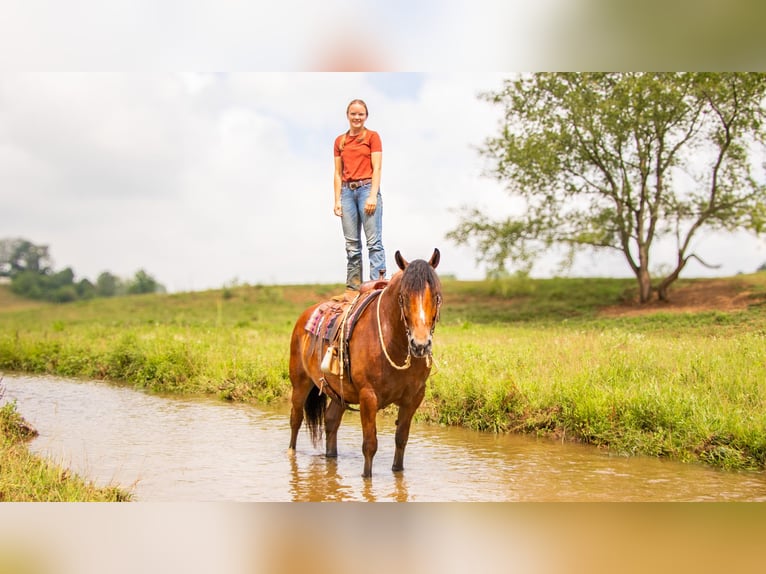 Arbeitspferd Mix Wallach 7 Jahre 163 cm Rotbrauner in Millersburg