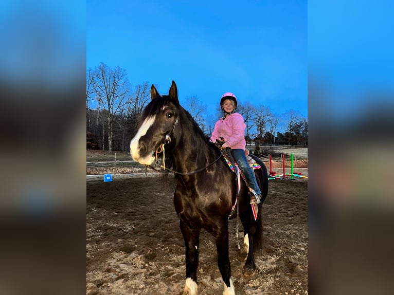 Arbeitspferd Wallach 7 Jahre 163 cm Tobiano-alle-Farben in Hadinsburg IN