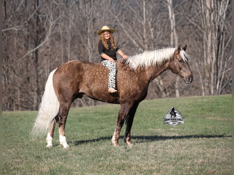 Arbeitspferd Mix Wallach 7 Jahre 163 cm in Mount Vernon