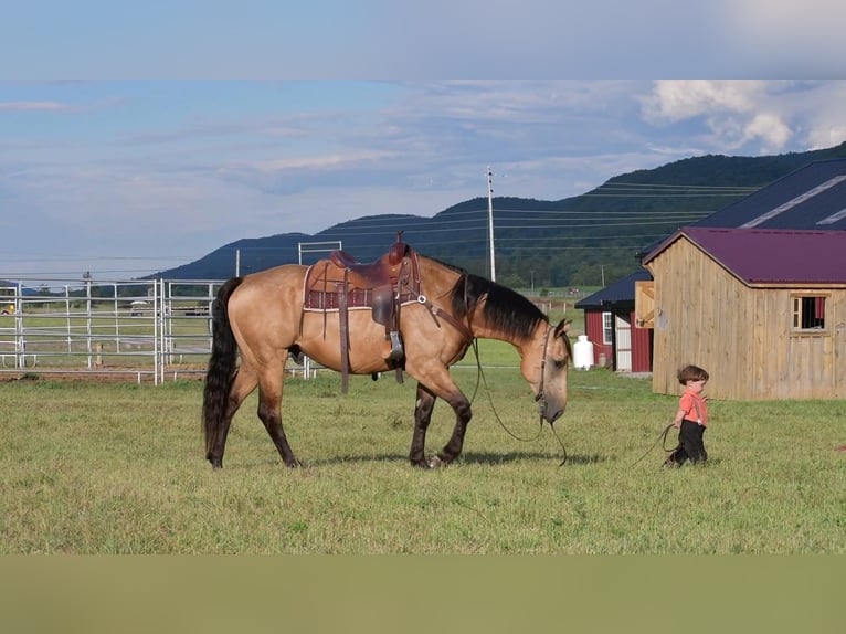 Arbeitspferd Mix Wallach 7 Jahre 165 cm Buckskin in Rebersburg, PA
