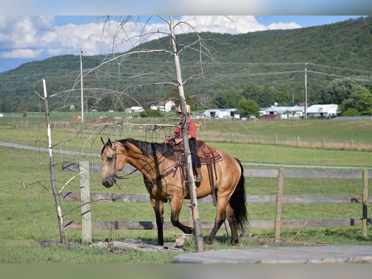 Arbeitspferd Mix Wallach 7 Jahre 165 cm Buckskin in Rebersburg, PA