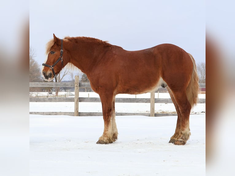 Arbeitspferd Wallach 7 Jahre 165 cm Dunkelfuchs in Howell