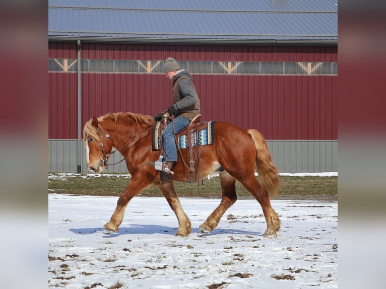 Arbeitspferd Wallach 7 Jahre 165 cm Dunkelfuchs in Howell