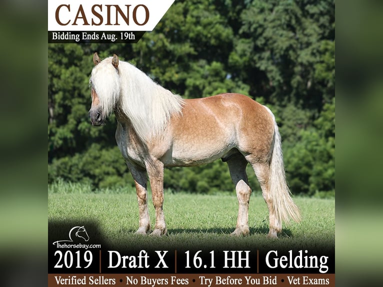 Arbeitspferd Mix Wallach 7 Jahre 165 cm Palomino in Berea, KY