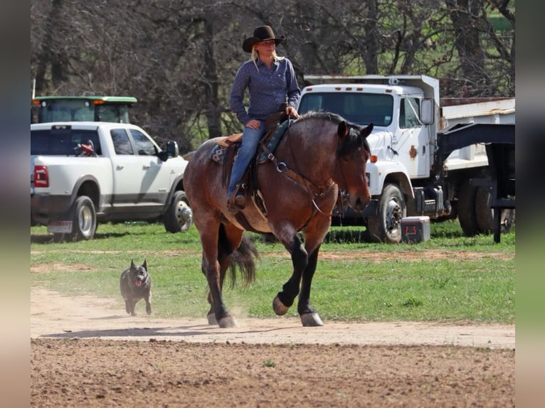 Arbeitspferd Wallach 7 Jahre 165 cm Roan-Bay in Graham TX