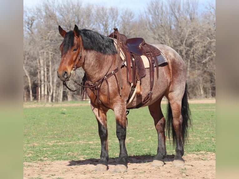 Arbeitspferd Wallach 7 Jahre 165 cm Roan-Bay in Graham TX