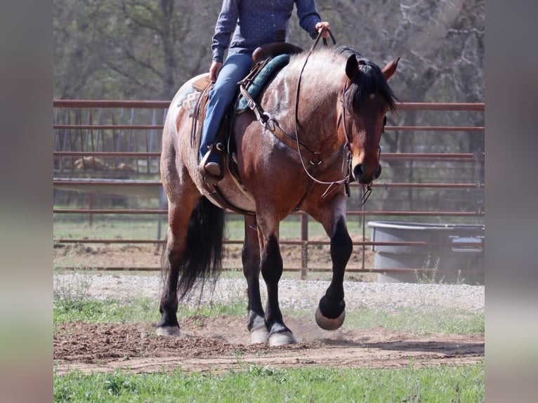 Arbeitspferd Wallach 7 Jahre 165 cm Roan-Bay in Graham TX