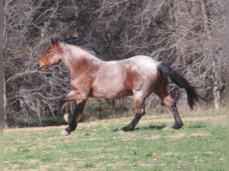 Arbeitspferd Wallach 7 Jahre 165 cm Roan-Bay in Graham TX