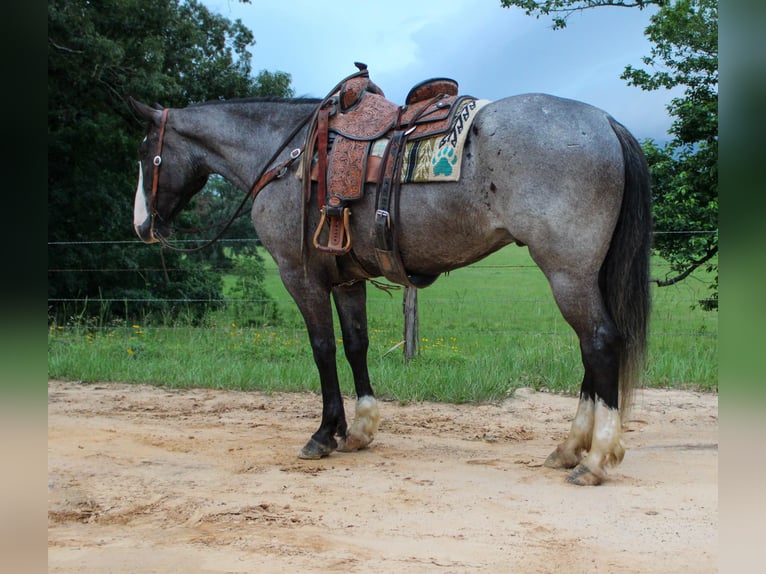 Arbeitspferd Wallach 7 Jahre 165 cm Roan-Blue in Rusk TX