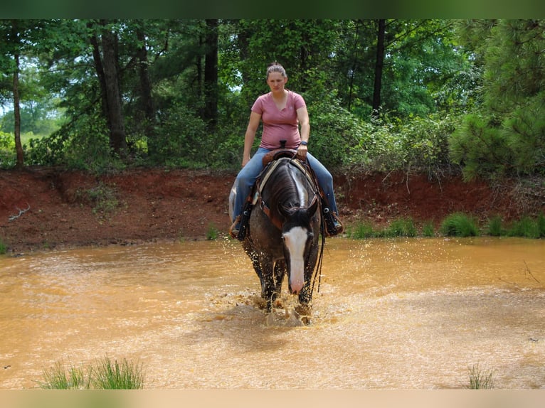 Arbeitspferd Wallach 7 Jahre 165 cm Roan-Blue in Rusk TX