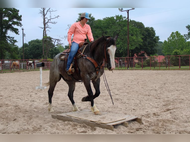 Arbeitspferd Wallach 7 Jahre 165 cm Roan-Blue in Rusk TX