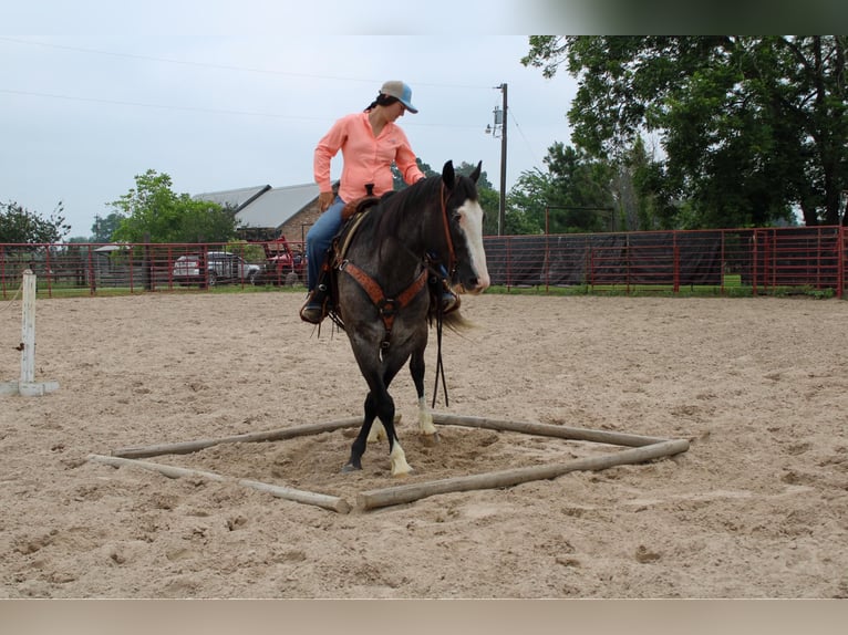 Arbeitspferd Wallach 7 Jahre 165 cm Roan-Blue in Rusk TX