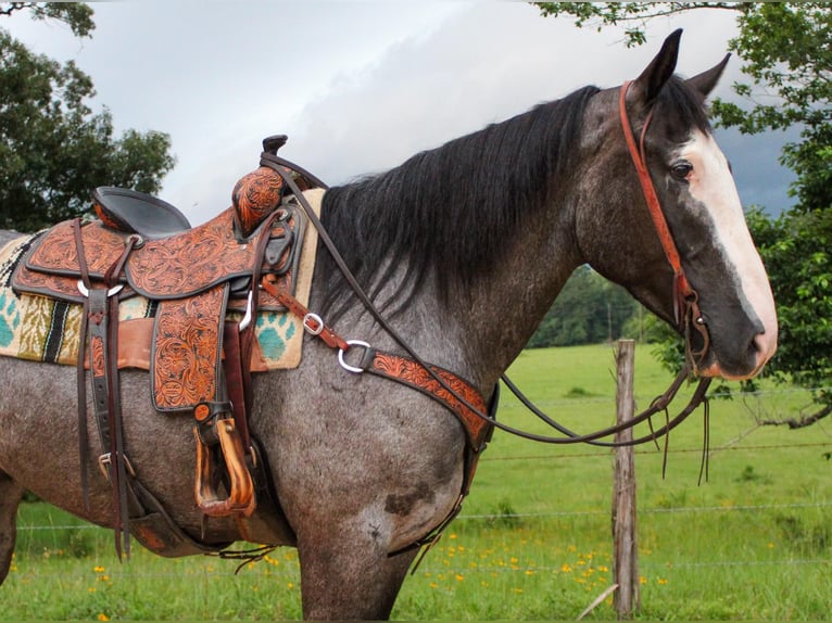 Arbeitspferd Wallach 7 Jahre 165 cm Roan-Blue in Rusk TX