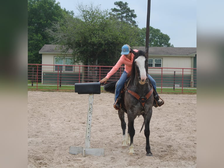 Arbeitspferd Wallach 7 Jahre 165 cm Roan-Blue in Rusk TX