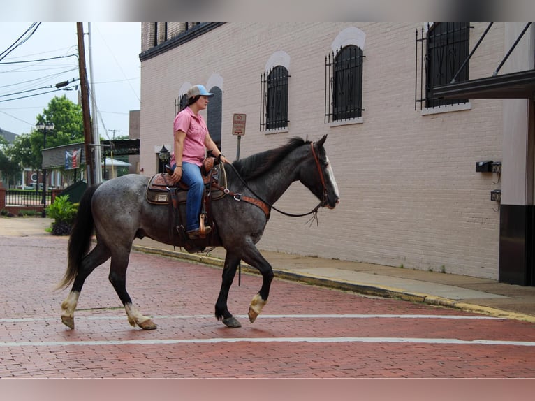 Arbeitspferd Wallach 7 Jahre 165 cm Roan-Blue in Rusk TX