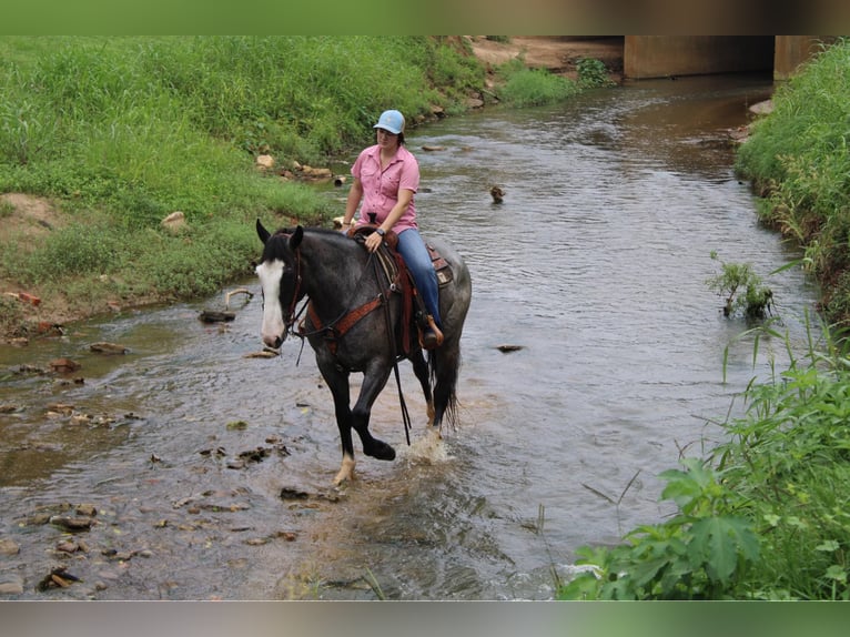 Arbeitspferd Wallach 7 Jahre 165 cm Roan-Blue in Rusk TX