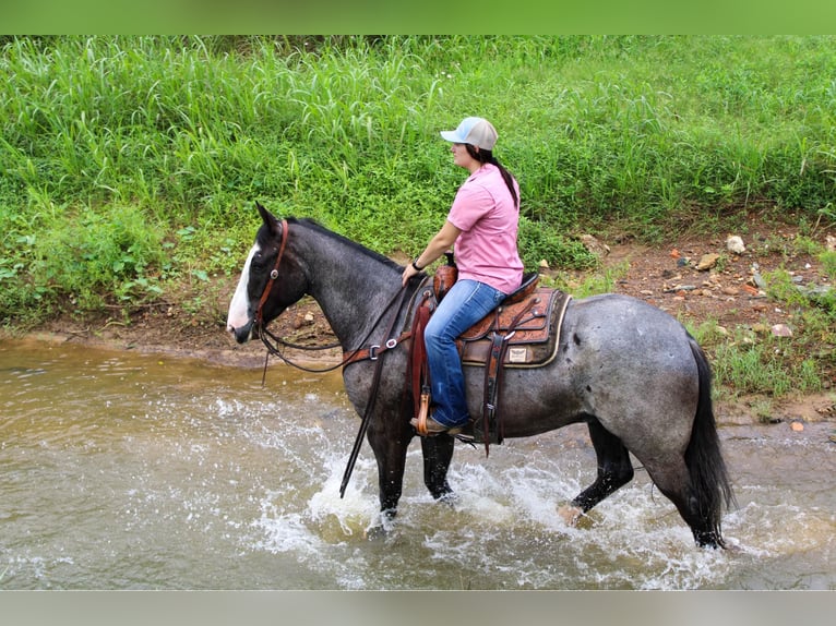 Arbeitspferd Wallach 7 Jahre 165 cm Roan-Blue in Rusk TX