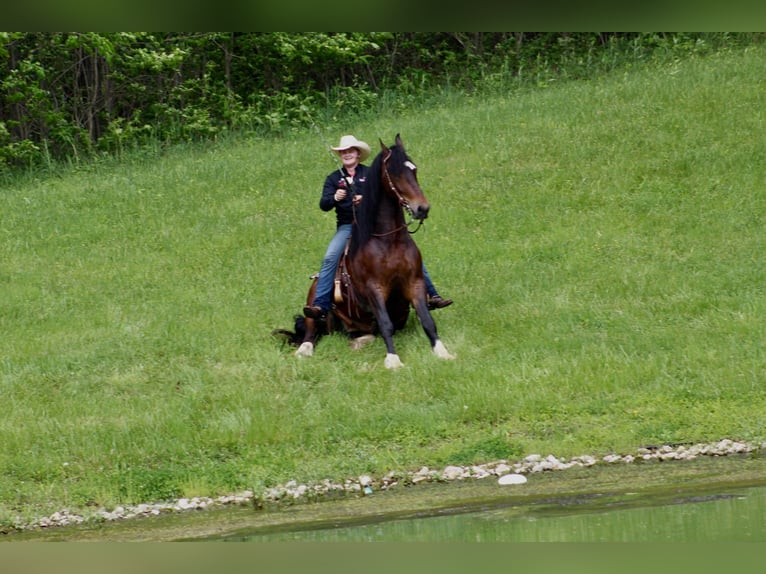 Arbeitspferd Wallach 7 Jahre 165 cm Rotbrauner in Wooster OH