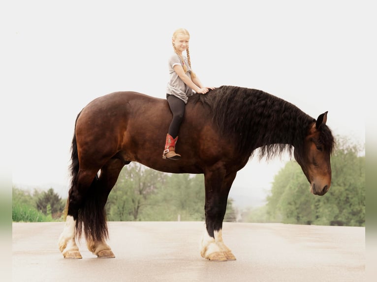 Arbeitspferd Wallach 7 Jahre 165 cm Rotbrauner in Wooster OH