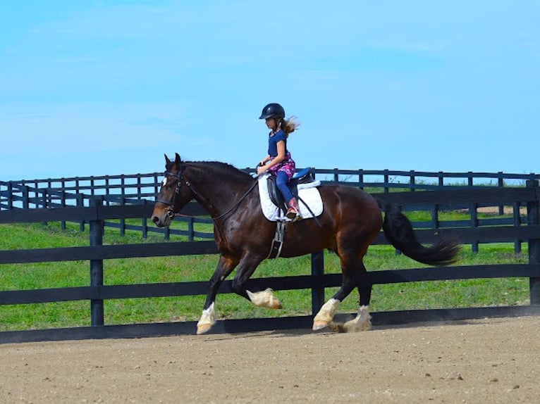 Arbeitspferd Wallach 7 Jahre 165 cm Rotbrauner in Wooster OH
