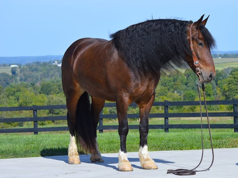 Arbeitspferd Wallach 7 Jahre 165 cm Rotbrauner in Wooster OH