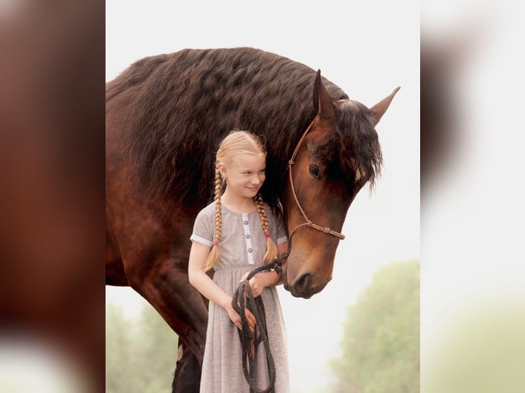 Arbeitspferd Wallach 7 Jahre 165 cm Rotbrauner in Wooster OH