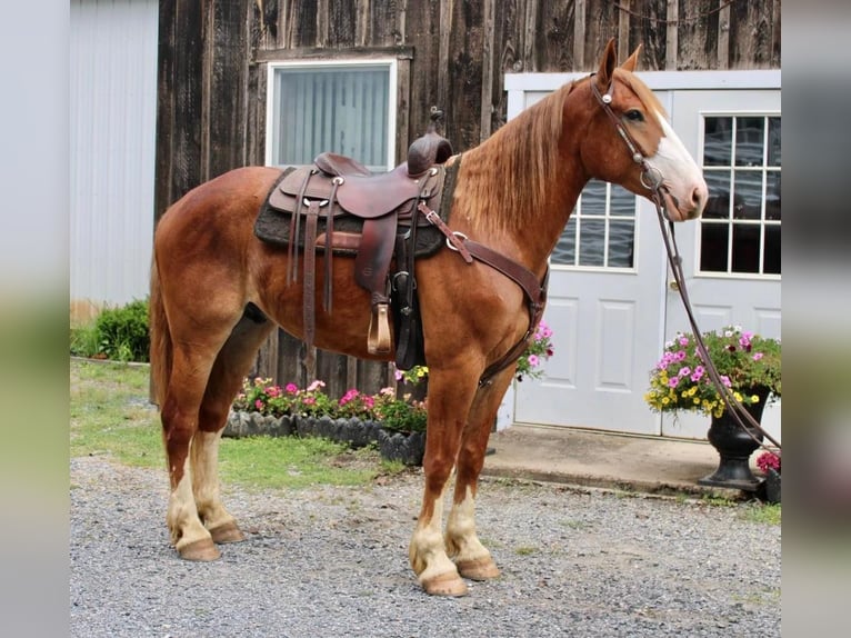 Arbeitspferd Mix Wallach 7 Jahre 165 cm Rotfuchs in Allentown, NJ