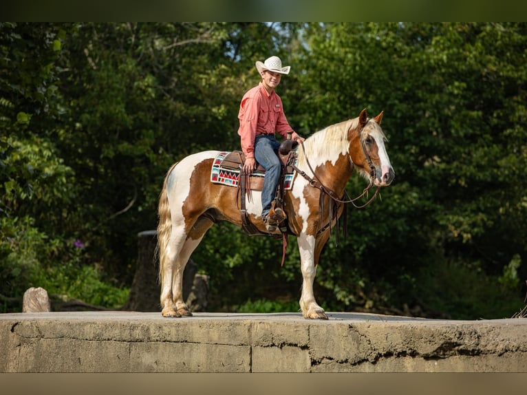 Arbeitspferd Wallach 7 Jahre 165 cm Tobiano-alle-Farben in Ewing Ky