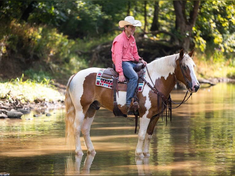 Arbeitspferd Wallach 7 Jahre 165 cm Tobiano-alle-Farben in Ewing Ky