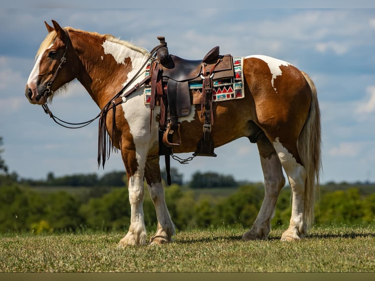 Arbeitspferd Wallach 7 Jahre 165 cm Tobiano-alle-Farben in Ewing Ky