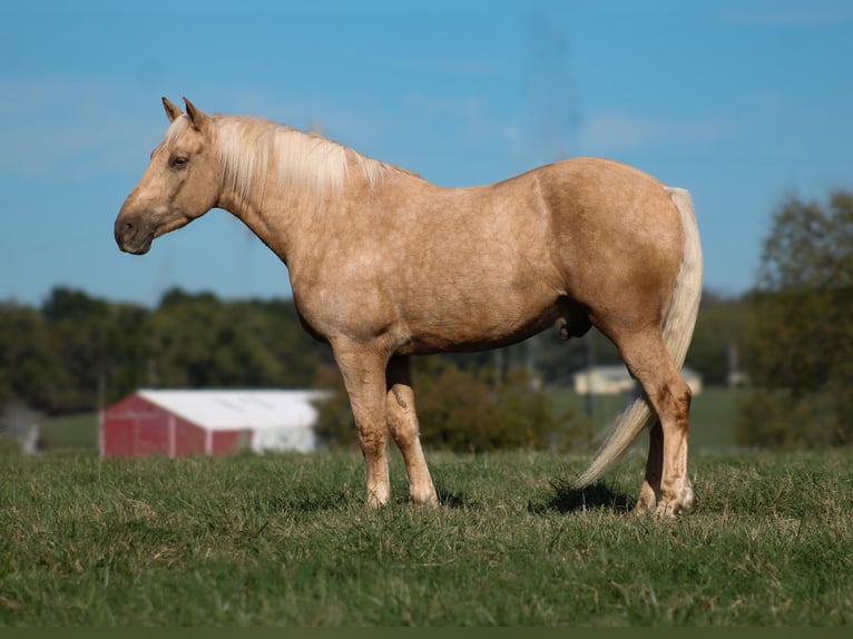 Arbeitspferd Mix Wallach 7 Jahre 168 cm Palomino in Baxter Springs Arbeitspferd Mix Wallach 7 Jahre 168 cm Palomino in Baxter Springs