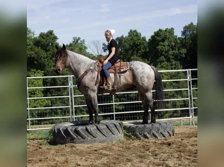 Arbeitspferd Mix Wallach 7 Jahre 168 cm Roan-Bay in Millersburg, OH