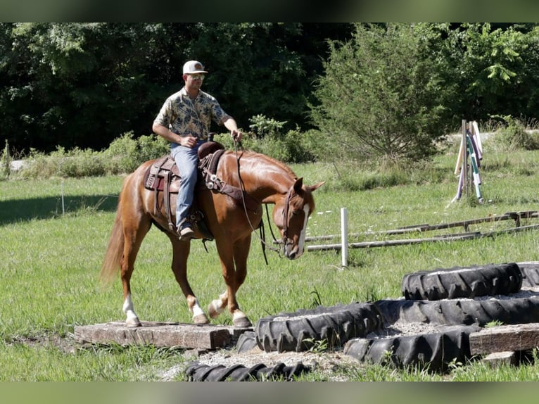 Arbeitspferd Mix Wallach 7 Jahre 168 cm Rotfuchs in Mt Vernon, MO