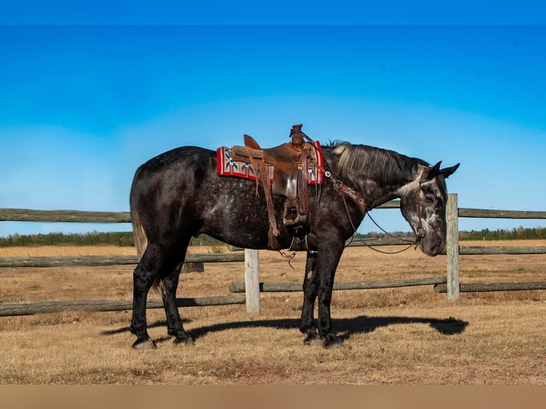 Arbeitspferd Mix Wallach 7 Jahre 168 cm Schimmel in Nevis, MN