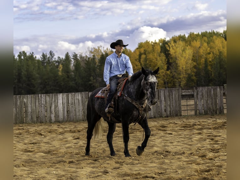 Arbeitspferd Mix Wallach 7 Jahre 168 cm Schimmel in Nevis, MN