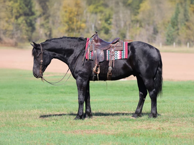 Arbeitspferd Mix Wallach 7 Jahre 170 cm Rappe in River Falls