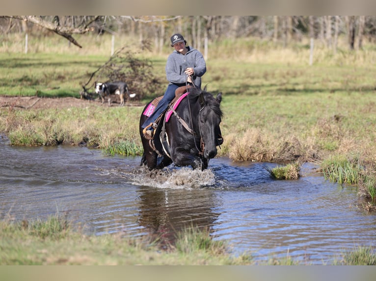 Arbeitspferd Mix Wallach 7 Jahre 170 cm Rappe in River Falls