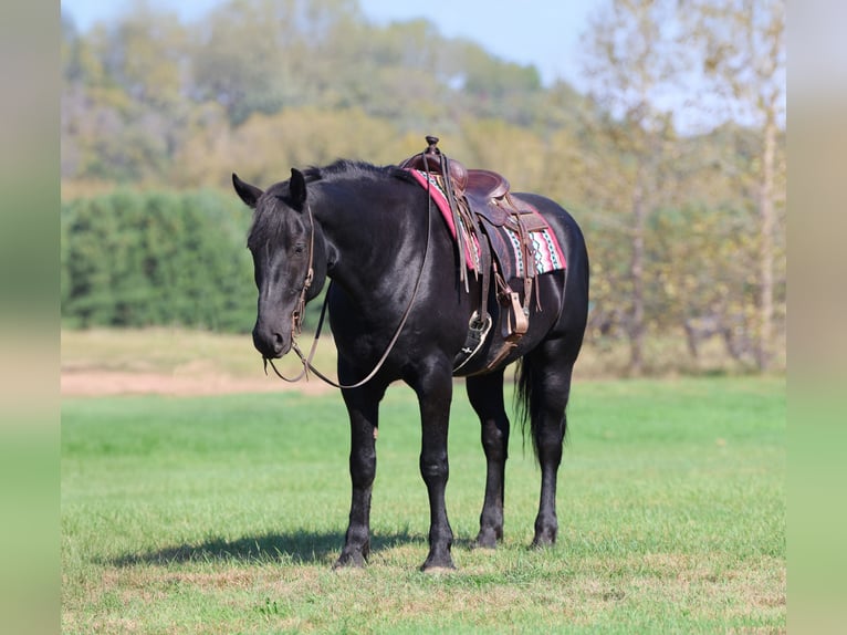 Arbeitspferd Mix Wallach 7 Jahre 170 cm Rappe in River Falls